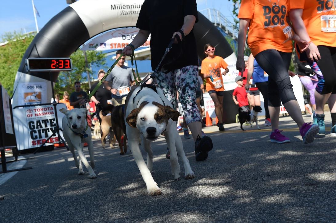 New England Dog Jog Happening June 8 is the World’s Most ‘Pawesome’ 5k