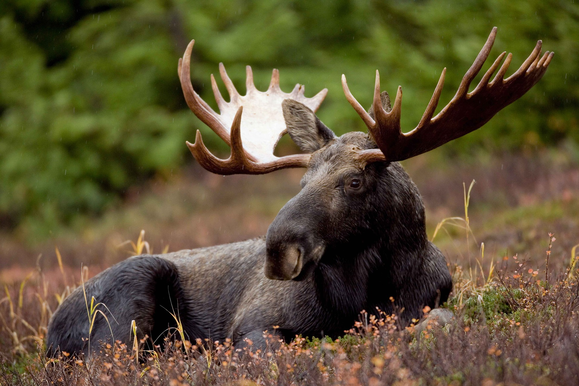 Maine to Issue More Moose Hunt Permits For 2nd Straight Year