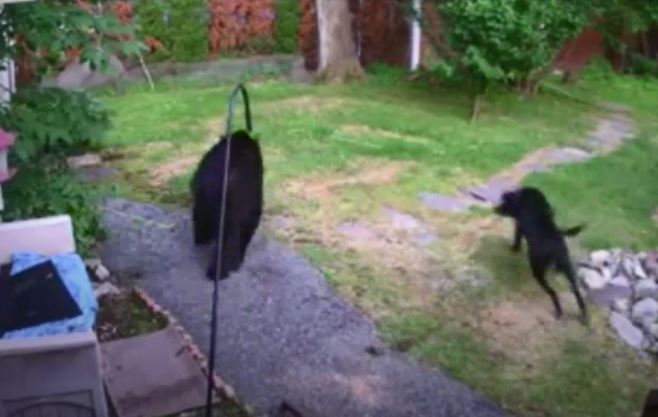 WATCH: Fearless Dog Hip Checks Black Bear, Chases It From Neighbor’s Yard