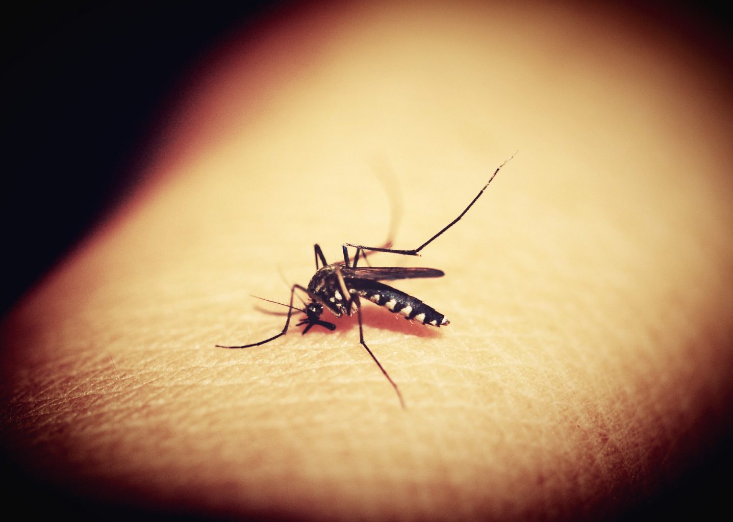 1st Batch of Mosquitoes Collected From NH Town Tests Positive For West Nile Virus