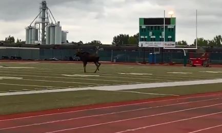 WATCH: Moose On the Loose at North Dakota Football Practice Field