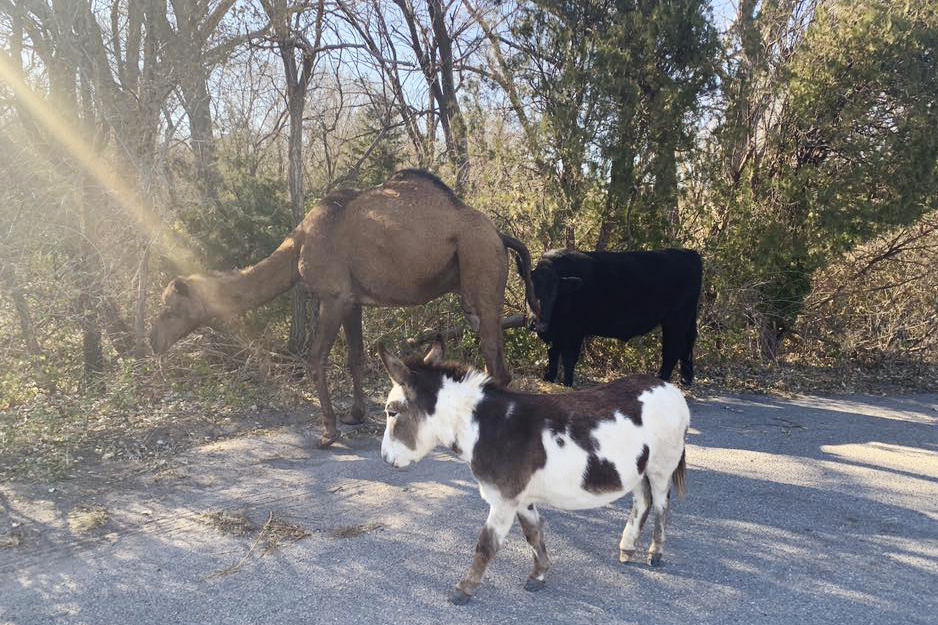 Does This Power Trio of a Camel, Cow, And Donkey Look Like Stars of the Next Live Nativity Scene?