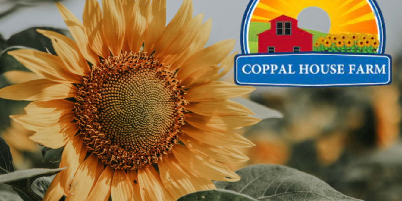 Win Tickets To Coppal House Farms Sunflower Festival!