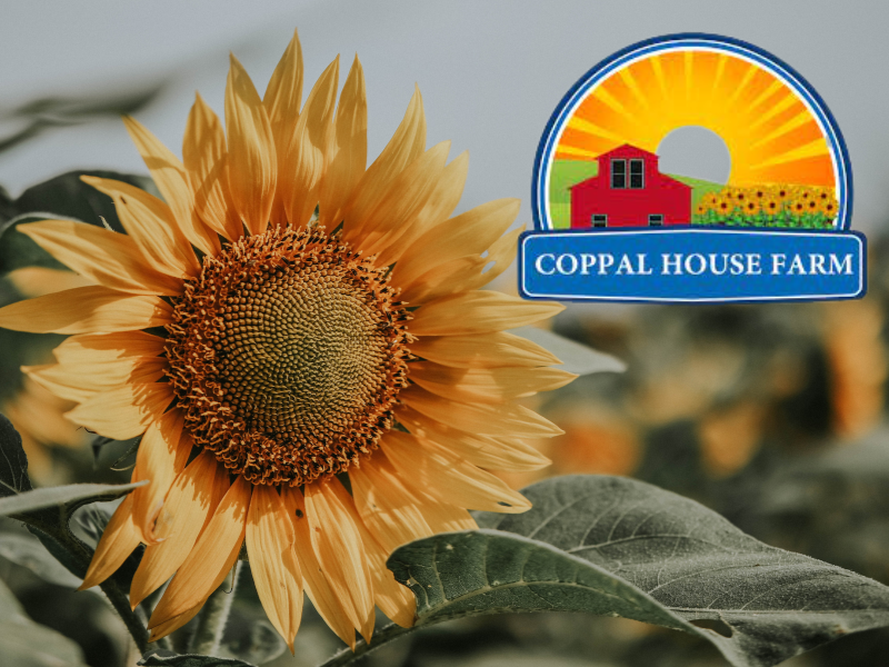 Win Tickets To Coppal House Farms Sunflower Festival!